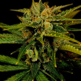 π Fire OG Seeds (100% off)